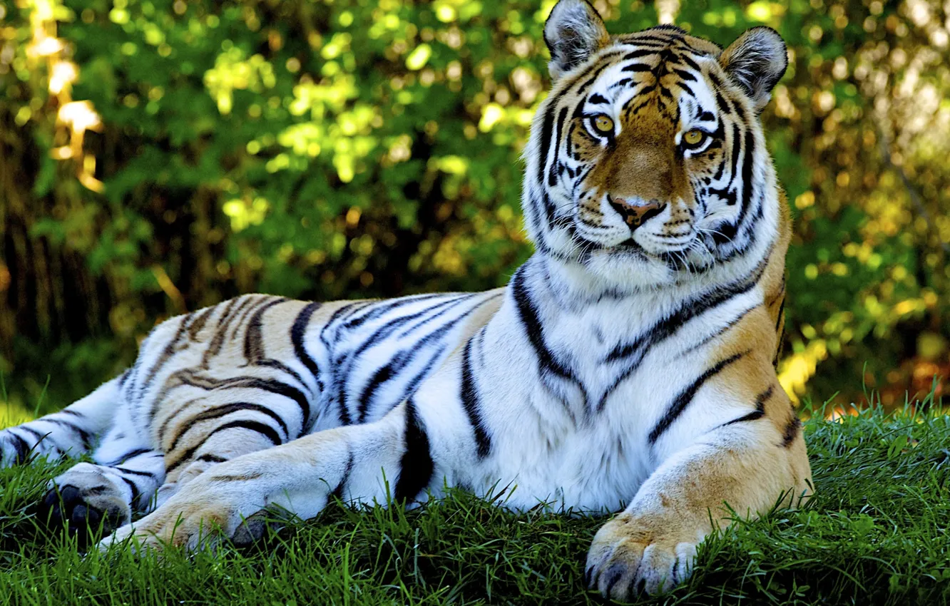 Photo wallpaper cat, grass, nature, tiger, predator, grass, nature, tiger, cat, 1920x1200, predator, bokeh, bokeh