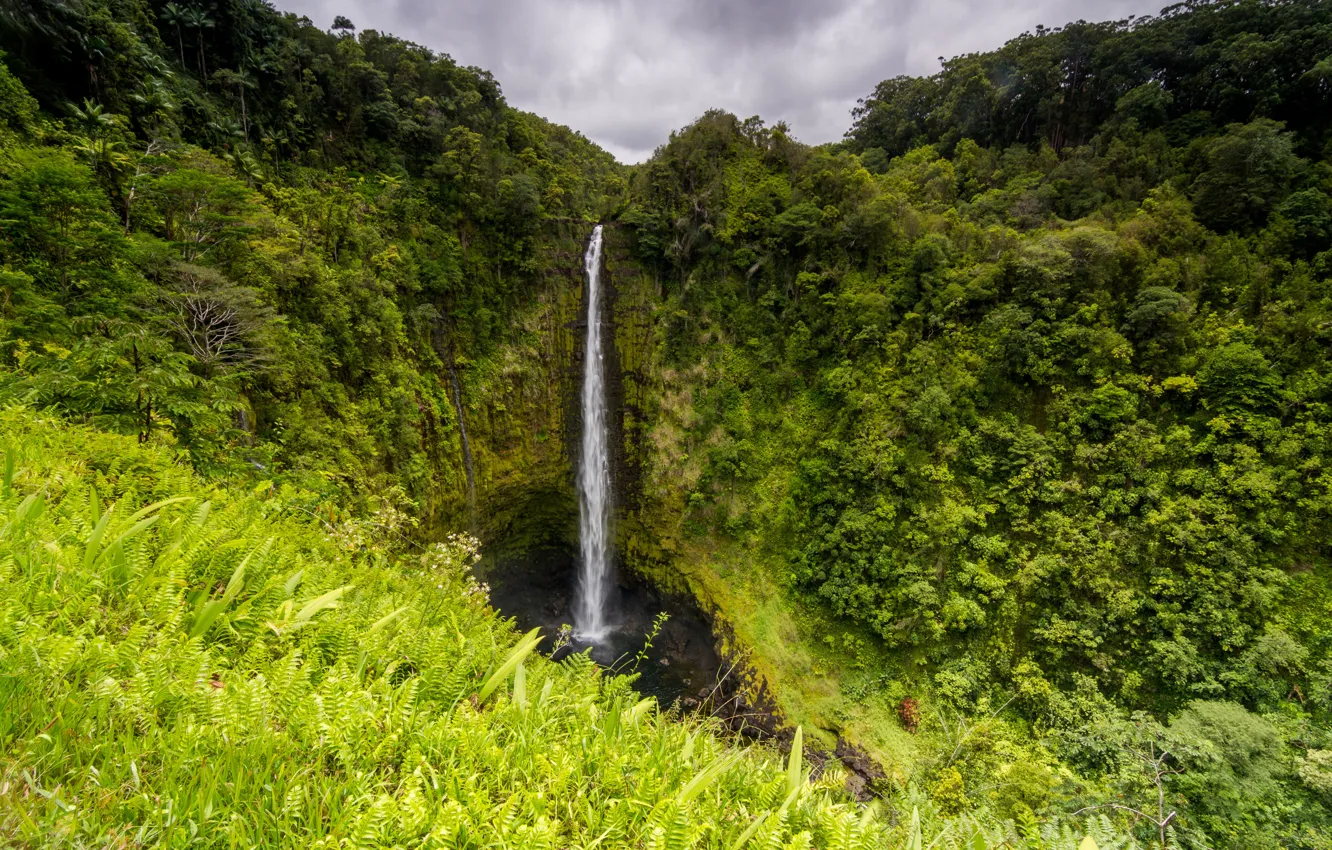 Wallpaper greens, rock, tropics, waterfall, jungle, Hawaii, Big Island,  Akaka Falls images for desktop, section природа - download
