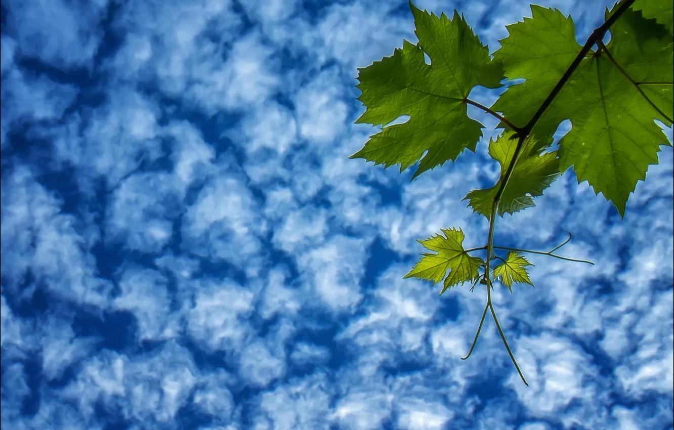 Photo wallpaper the sky, leaves, clouds, branch, grapes