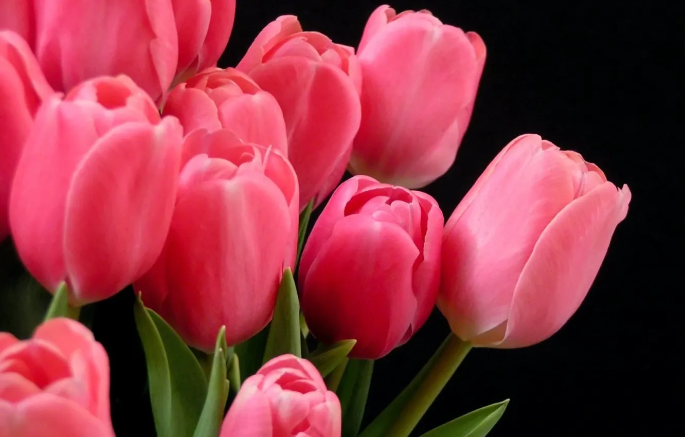Photo wallpaper Tulips, pink, on a dark background