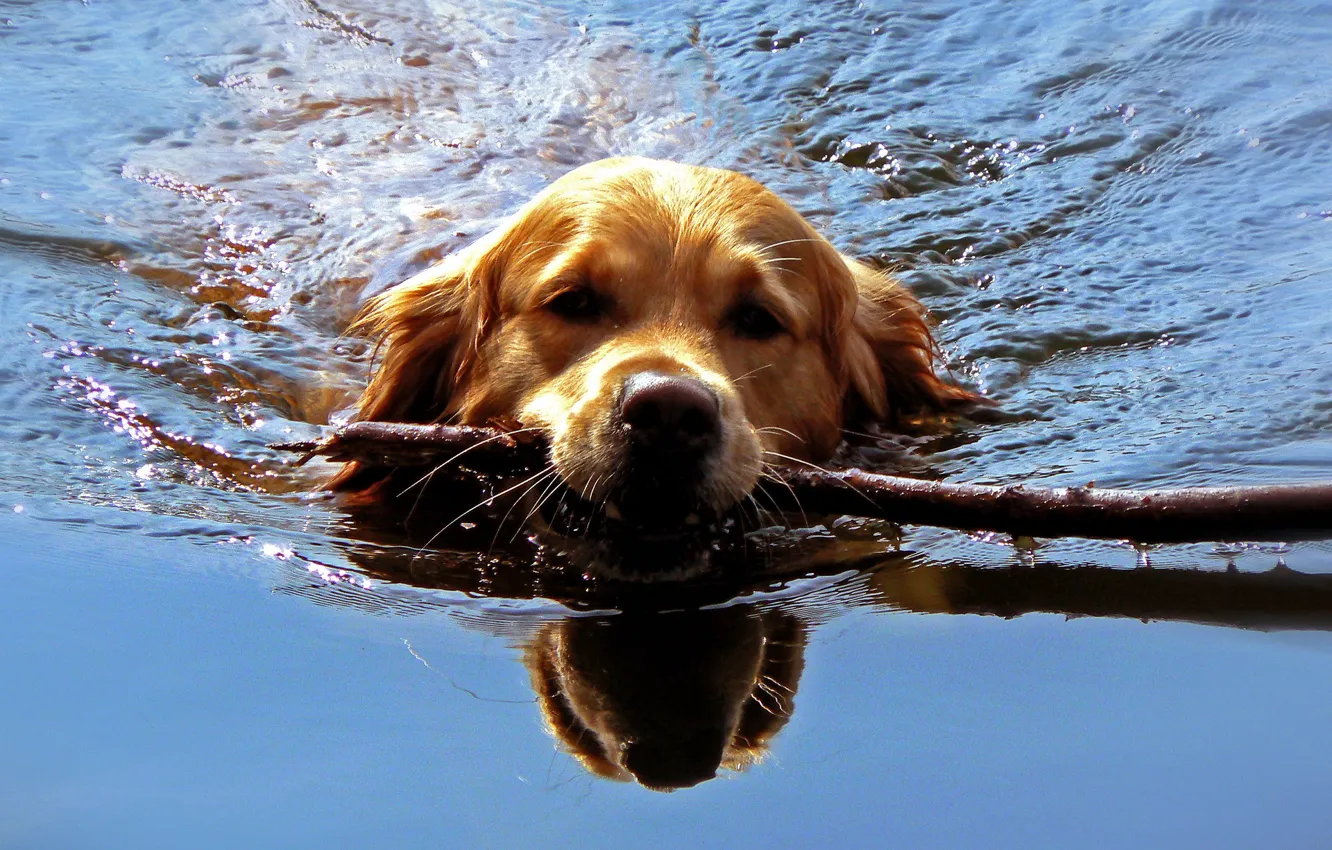 Photo wallpaper water, dog, stick