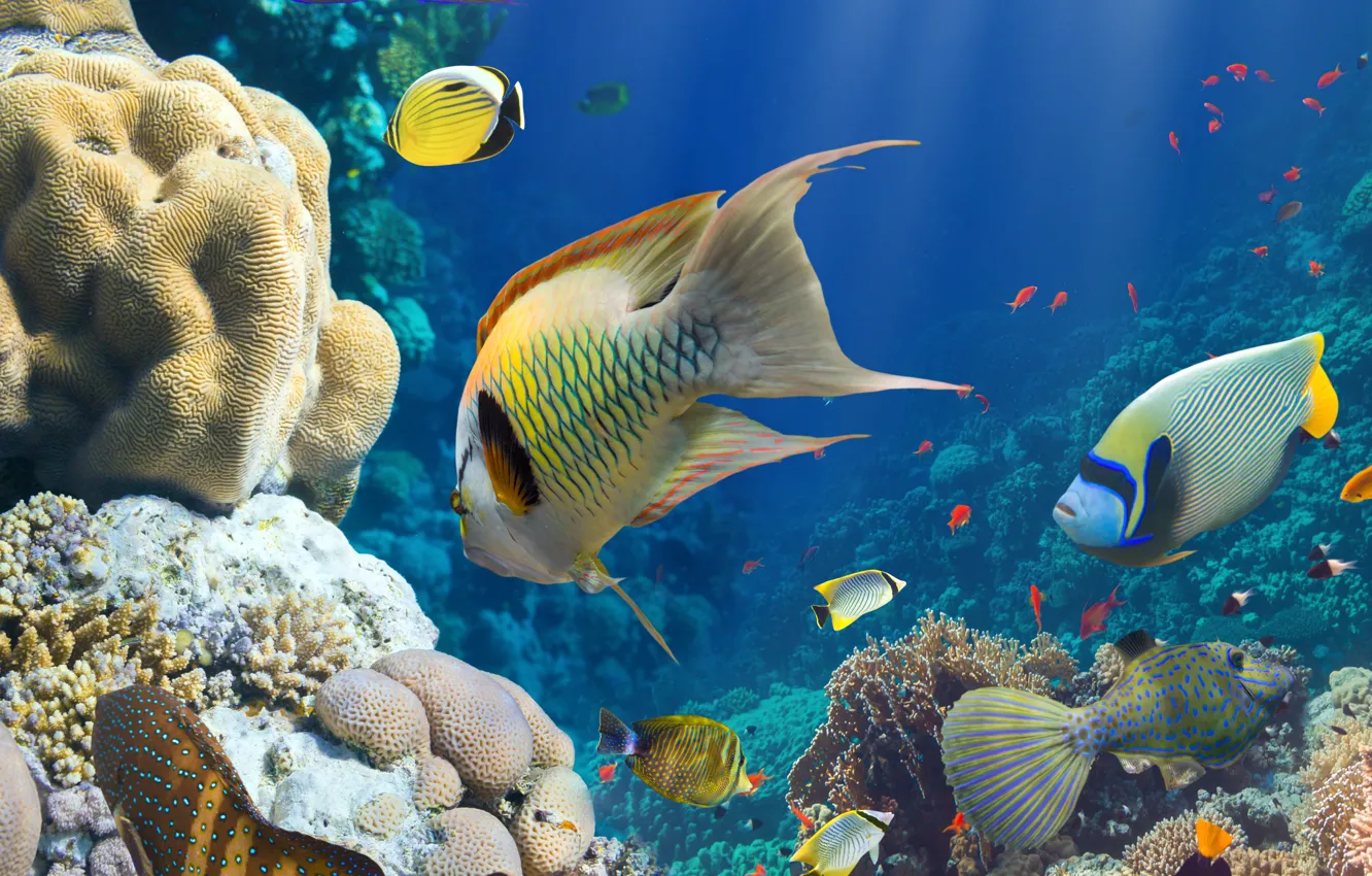 Photo wallpaper sea, the ocean, fish, under water, underwater, sea, ocean, fish, coral reef, coral reef