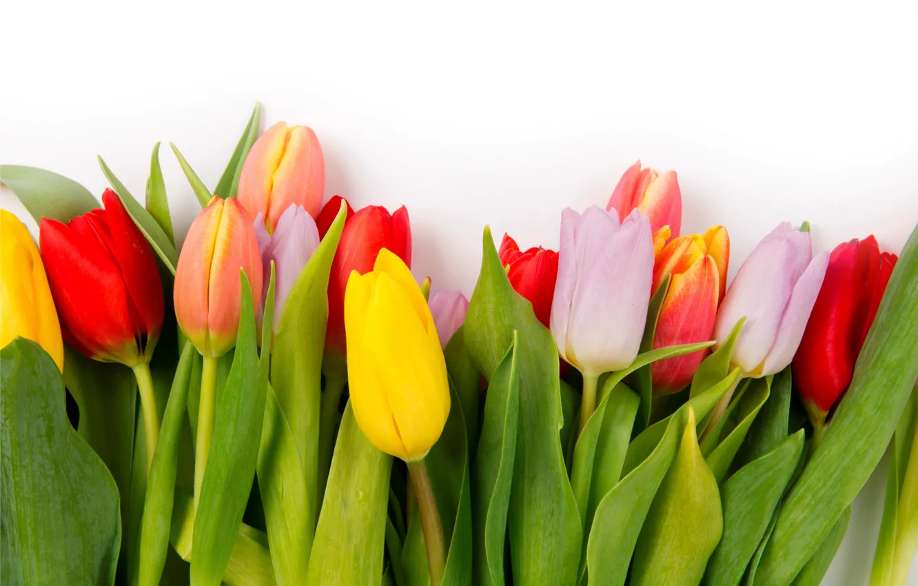 Photo wallpaper colorful, tulips, flowers, tulips