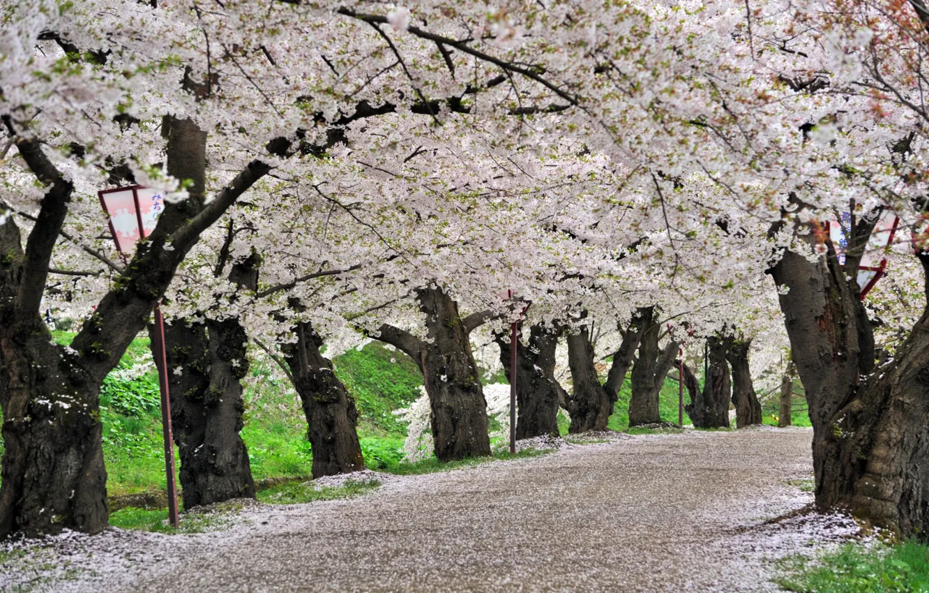 Photo wallpaper spring, Japan, Sakura, Japan, Cherry Blossoms, sakura, spring, Park Hirosaki, cherry blossoms, Hirosaki Park