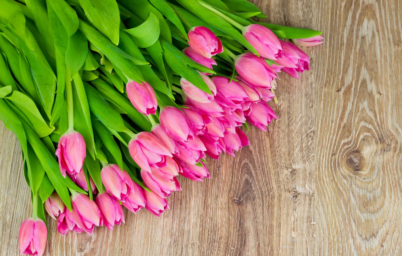 Photo wallpaper flowers, tulips, fresh, pink, flowers, tulips, spring
