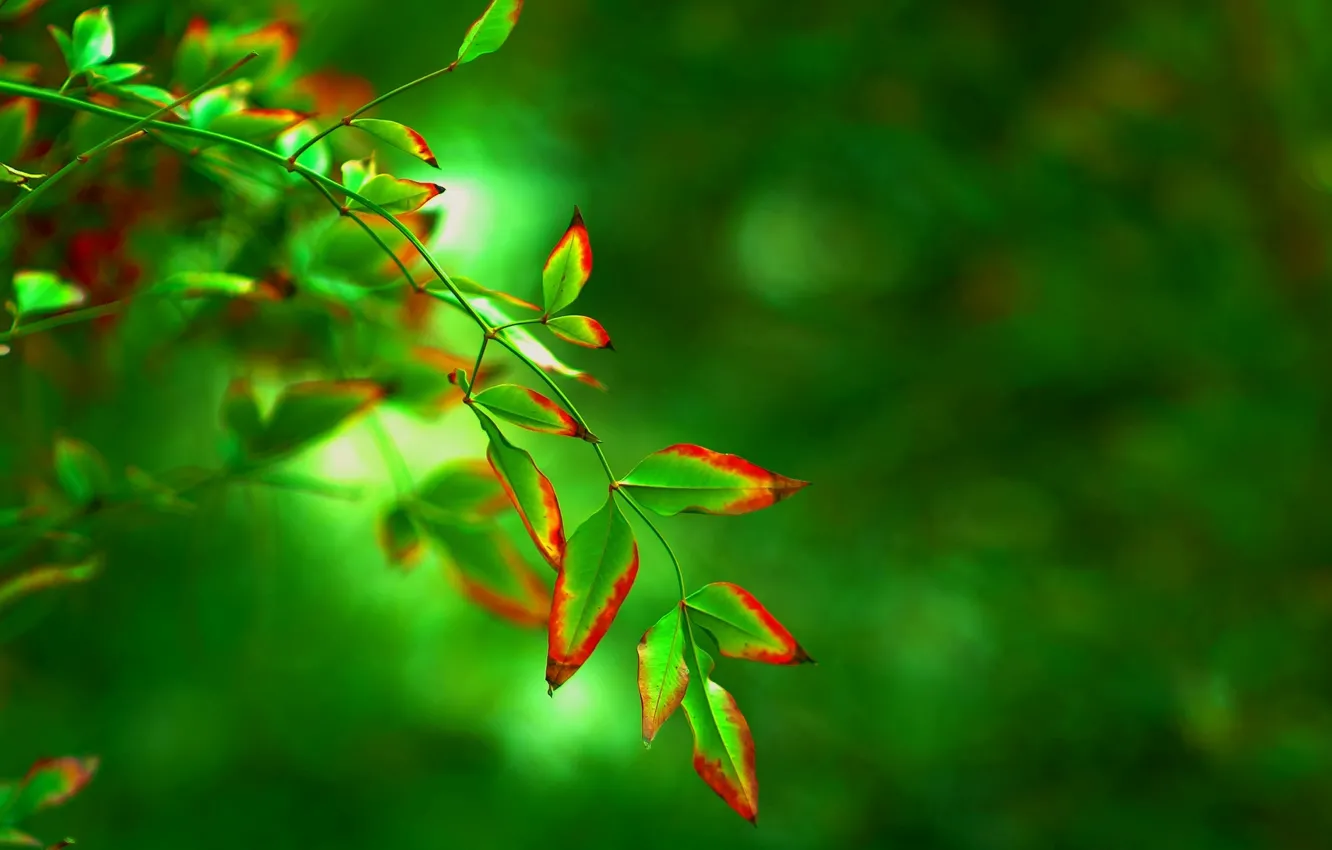 Wallpaper leaves, macro, red, green, background, tree, widescreen, Wallpaper,  blur, leaf, wallpaper, form, leaf, widescreen, background, full screen  images for desktop, section макро - download