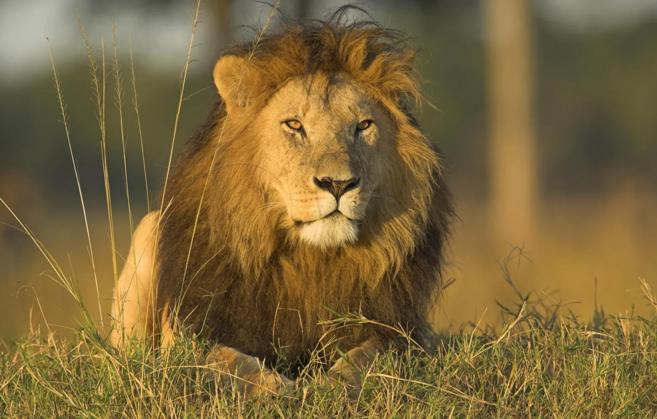 Wallpaper animals, grass, nature, predators, Leo, wild cats, lions images  for desktop, section кошки - download