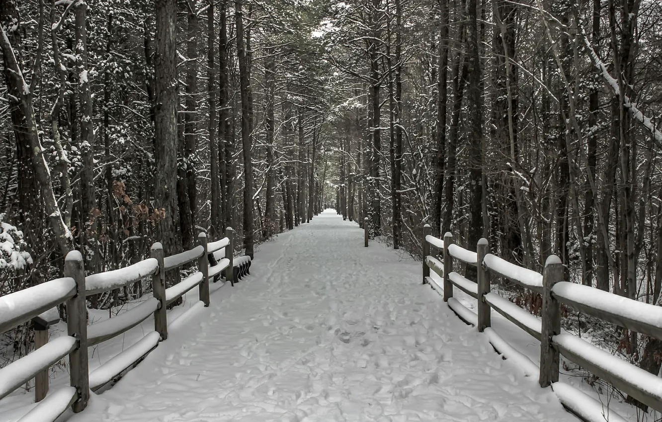Photo wallpaper forest, snow, Winter, frost, track, forest, winter, snow, path