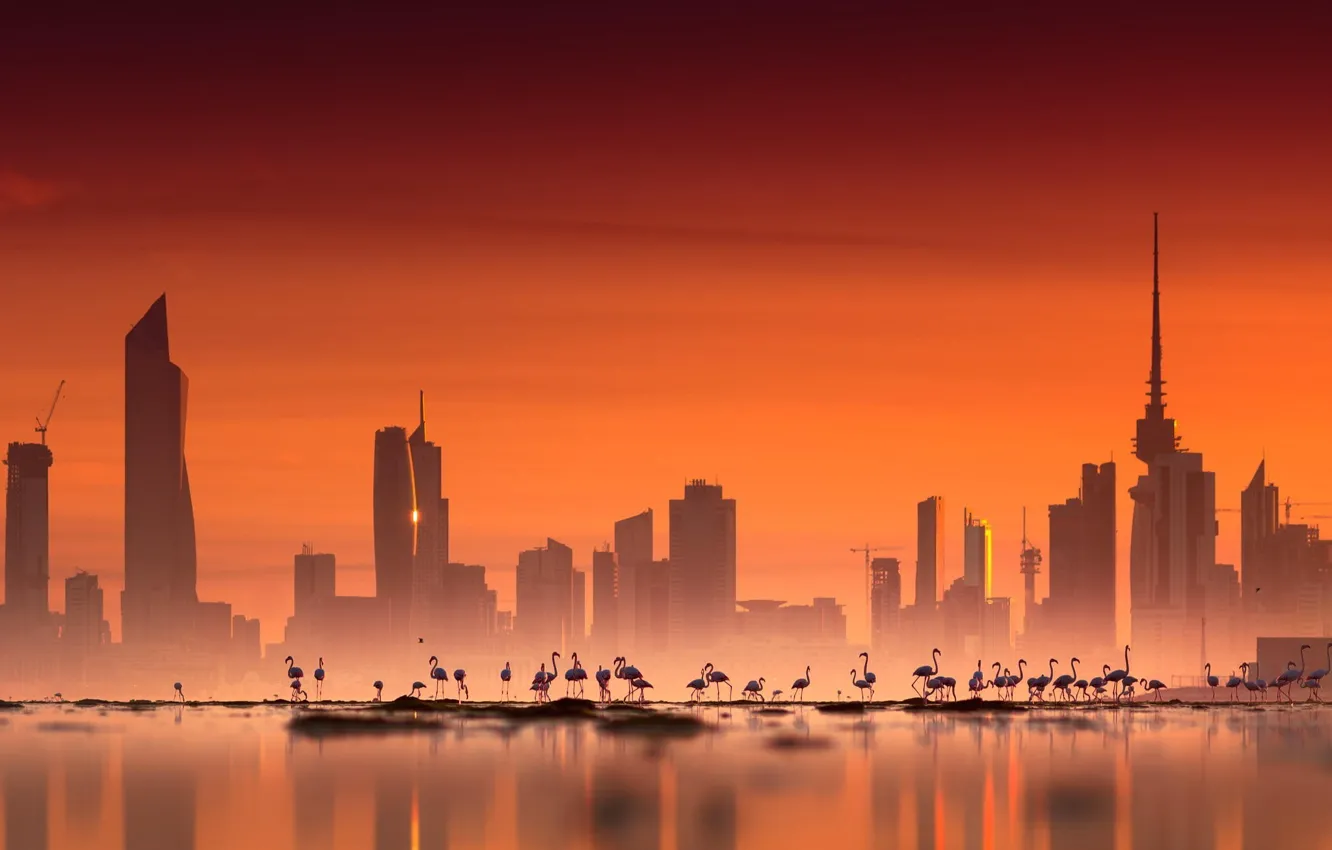 Wallpaper city, sky, photography, sea, landscape, sunset, water,  skyscraper, birds, architecture, building, urban, cityscape, flamingos,  Kuwait city images for desktop, section город - download